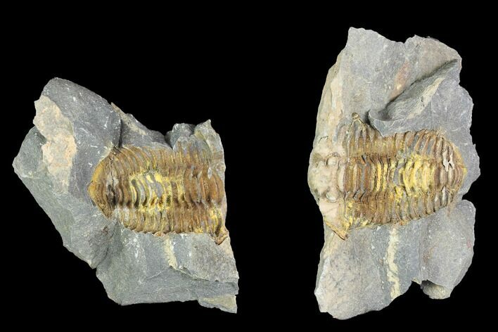 Fossil Calymene Trilobite In Nodule - Morocco #100014